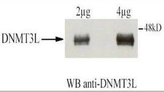 DNMT3L antibody