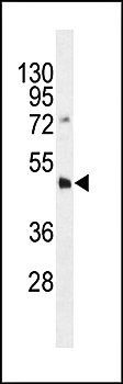 Dnmt3L antibody