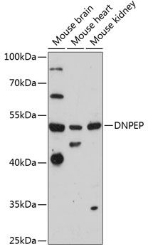 DNPEP antibody