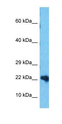 DNPH1 antibody