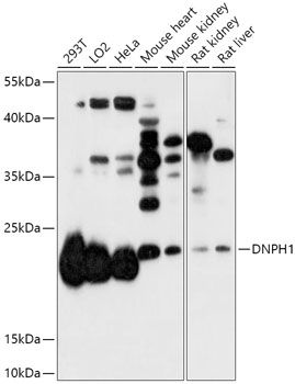 DNPH1 antibody