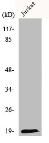 DNPH1 antibody