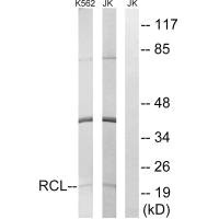 DNPH1 antibody