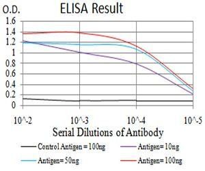 DNTT Antibody