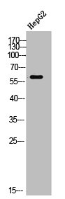 DNTT antibody