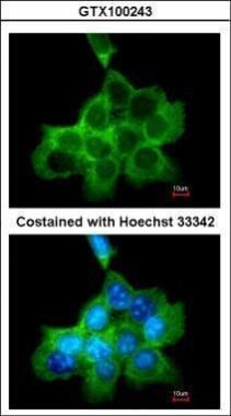 dedicator of cytokinesis 1 Antibody