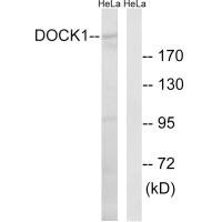 DOCK1 antibody