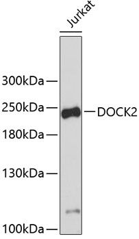DOCK2 antibody