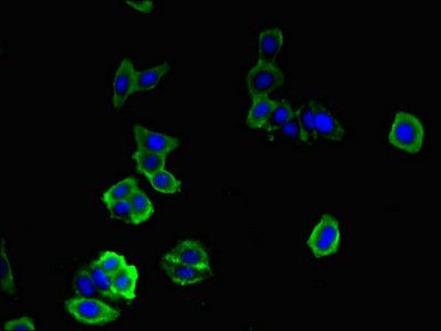 DOCK7 Antibody