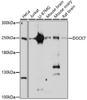 DOCK7 antibody