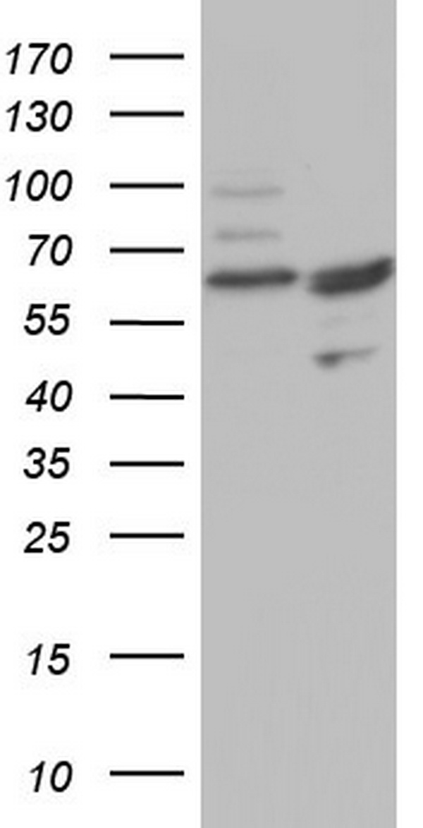 DOCK8 antibody