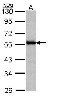 Docking protein 3 antibody