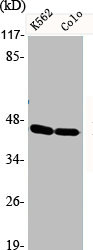 DOK2 Antibody