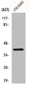 DOK6 antibody