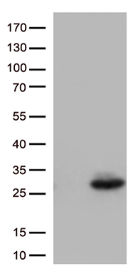 DOK7 Antibody