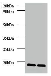Dolichyl-diphosphooligosaccharide-protein glycosyltransferase subunit DAD1 antibody