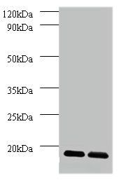 DAD1 Antibody