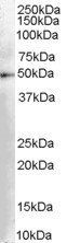 Goat anti-DOPA decarboxylase Antibody