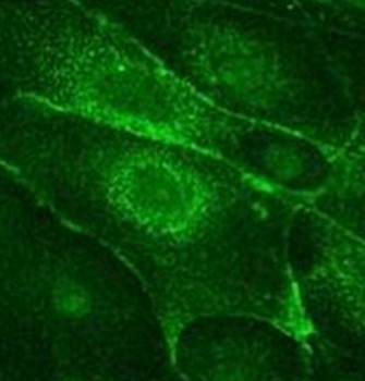 Dopamine Transporter Monoclonal Antibody [6V-23-23] - Unconjugated / 0.1ml