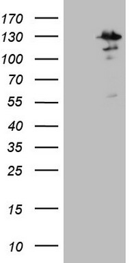 DOT1L Antibody