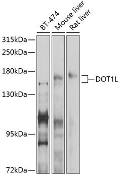 DOT1L antibody