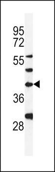 DPAGT1 antibody