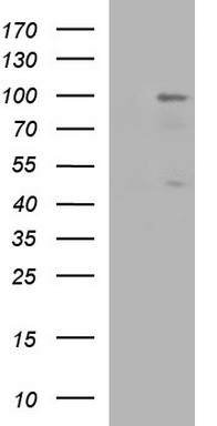 DPCD Antibody