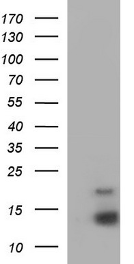 DPCD Antibody