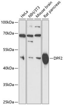 DPF2 antibody