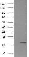 DPH2 Antibody