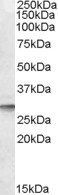 Goat anti-DPM1 Antibody