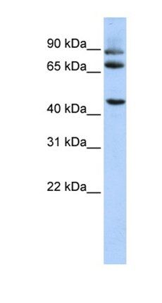 DPP10 antibody