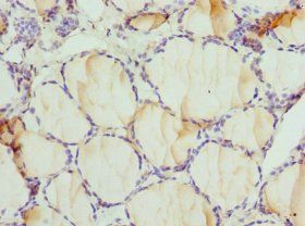 DPP3 Antibody