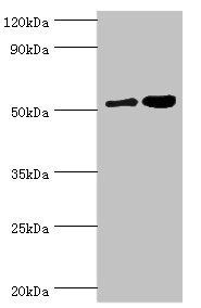 DPP7 antibody