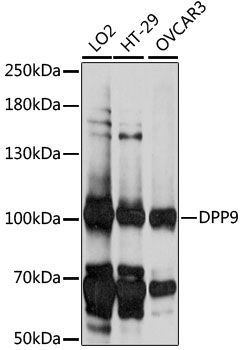 DPP9 antibody