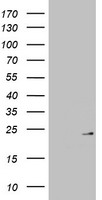 DPPA2 antibody