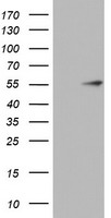DPPA4 Antibody