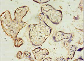 DPPA4 Antibody