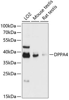 DPPA4 antibody