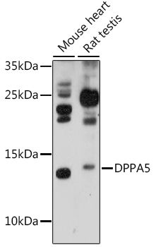 DPPA5 antibody