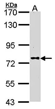 DPRP1 antibody