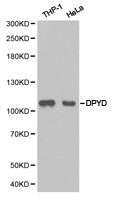 DPYD Antibody