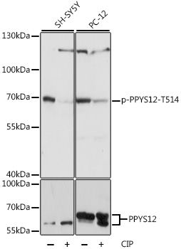 DPYSL2 (Phospho-T514) antibody