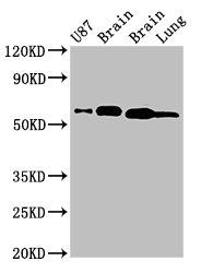 DPYSL2 Antibody
