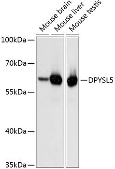 DPYSL5 antibody