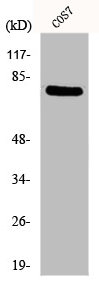 DQX1 Antibody