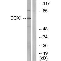 DQX1 antibody