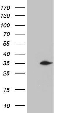DR4 (TNFRSF10A) antibody