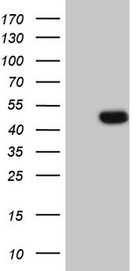 DR4 (TNFRSF10A) antibody