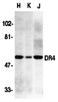 DR4 Antibody